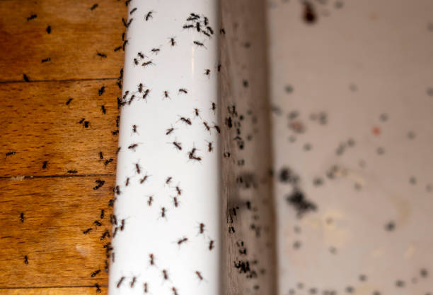 Best Best Pest Control Companies  in Vilonia, AR