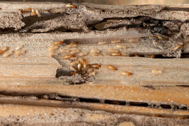Wasp Removal Services in Vilonia, AR
